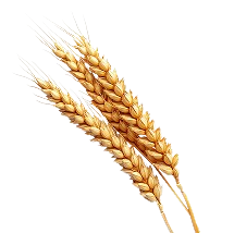 Boulangerie Banette Boulangerie A Lagord 17 Flowers